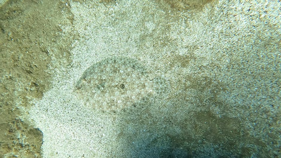 A close-up underwater photograph depicting a sea urchin embedded in the sandy ocean floor with textured, cream-colored spines radiating outward, surrounded by scattered grains of sand and a subtle gra