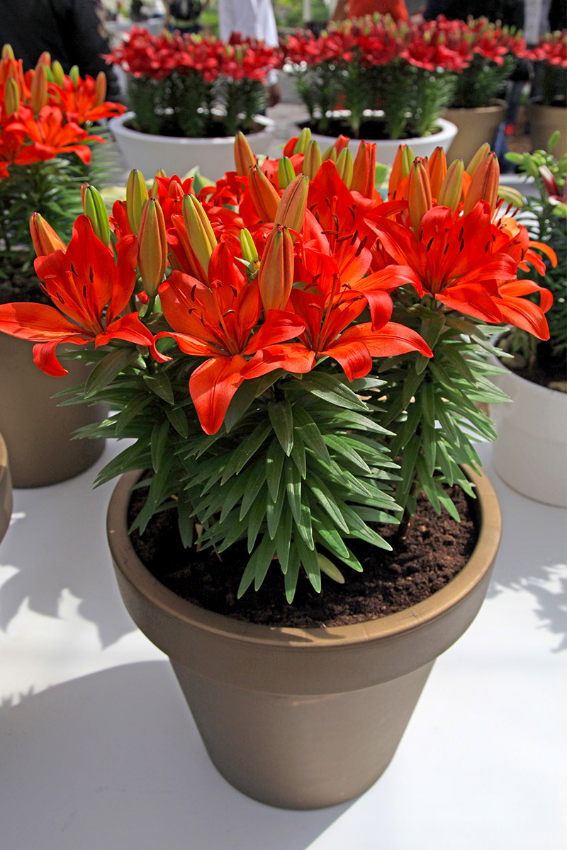 wedding flowers bouquets