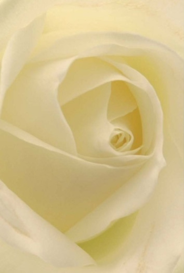 Viewed up close, this captivating white rose from Southgate Florist draws you deeply into its spiral of creamy petals, each one a testament to delicacy and skilled workmanship. The interplay of soft, diffused light with the nuanced shades of white and cream suggests a bloom almost radiant from within-its tranquility and understated beauty reminiscent of peaceful walks through Broomfield Park on a calm morning. Carefully arranged, the velvety petals cradle each other in seamless layers, their subtle shadows enhancing the sense of sophistication and quiet resilience. This rose's pristine core, nearly perfect in its geometry, becomes a powerful emblem of purity-a heartfelt offering for moments steeped in emotion, whether to mark a wedding, apology, or significant celebration. The fragrance, light and clean, infuses the air with a tender serenity, echoing the refined charm of Southgate's community. In every detail of this magnificent arrangement, you sense the hands of an experienced local florist guiding nature's finest, ensuring each stem and fold conveys not only beauty but the full breadth of feeling required for any meaningful occasion.